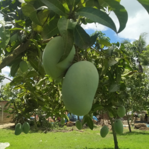 Surma Fazli Mango